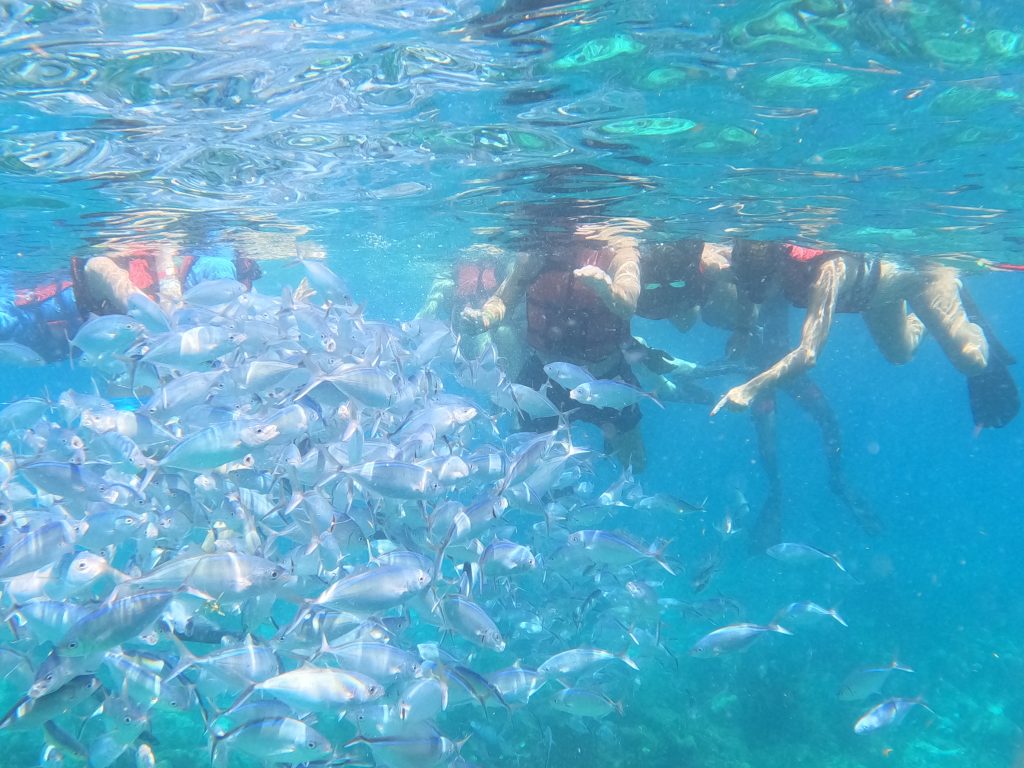 Catalina Snorkel From Punta Cana