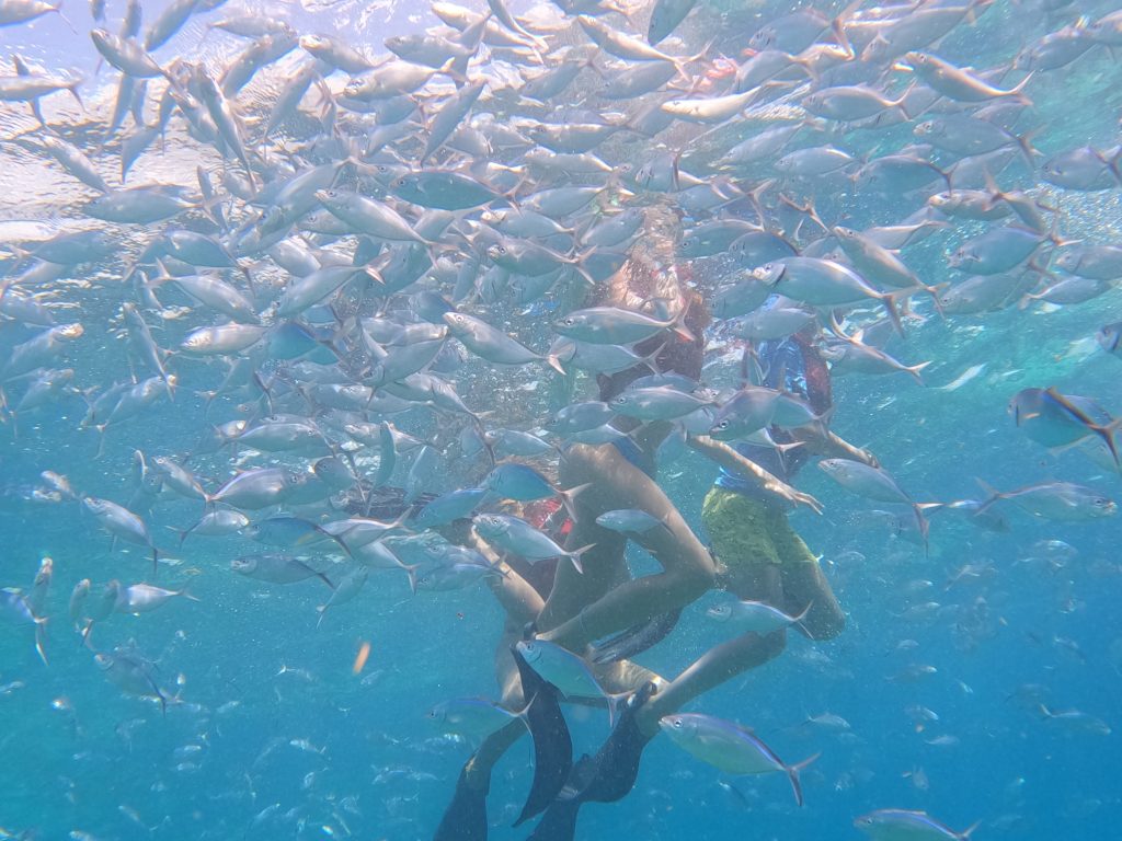 Catalina Snorkel From Punta Cana